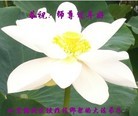 Published on 2/11/2013 ���ֹ�,��½�󷨵��ӹ�ףʦ������ã�21����
