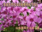 Published on 9/18/2013 ���ֹ�,��½�󷨵��ӹ�ףʦ�������(36��)

