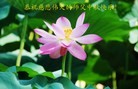 Published on 9/19/2013 ���ֹ�,��½�󷨵��ӹ�ףʦ�������(46��)
