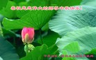 Published on 9/19/2013 ���ֹ�,��½�󷨵��ӹ�ףʦ�������(31��)

