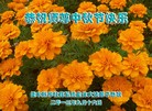 Published on 9/19/2013 ���ֹ�,��½�󷨵��ӹ�ףʦ�������(33��)
