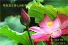 Published on 9/19/2013 ���ֹ�,���ࡢ�����󷨵��Ӻ����������˹�ףʦ�������(23��)

