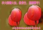 Published on 9/19/2013 ���ֹ�,���������˹�ףʦ�������(73��)

