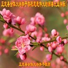 ���ֹ�,��½�󷨵��ӹ�ףʦ���������(43��)
