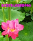 ���ֹ�,�������󷨵��ӹ�ףʦ���������(15��)
