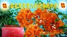 Published on 1/30/2014 ���ֹ�,��½���Ӵ󷨵��ӹ�ףʦ������
