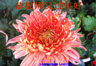 Published on 1/31/2014 ���ֹ�,����������˹�ף���ʦ������֣�39����
