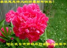 Published on 1/30/2014 ���ֹ�,���󷨵��ӹ�ףʦ������(23��)
