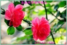 Published on 1/29/2014 ���ֹ�,ʯ��ׯ�󷨵��ӹ�ףʦ��������֣�22����
