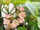 ���ֹ�,����󷨵��ӹ�ףʦ���������(23��)
