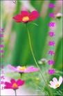 Published on 1/30/2014 ���ֹ�,��½�󷨵��ӹ�ףʦ���������(25��)

