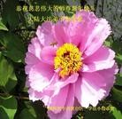 ���ֹ�,�����󷨵��ӹ�ףʦ���������(25��)
