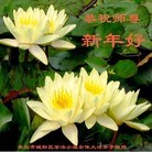 ���ֹ�,�ൺ�󷨵��ӹ�ףʦ���������(31��)
