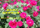 Published on 1/30/2014 ���ֹ�,��½�󷨵��ӹ�ףʦ���������(26��)
