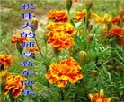 Published on 1/30/2014 ���ֹ�,��½�󷨵��ӹ�ףʦ���������(29��)
