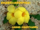 Published on 1/30/2014 ���ֹ�,��½�󷨵��ӹ�ףʦ���������(26��)
