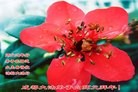 Published on 1/30/2014 ���ֹ�,��½�󷨵��ӹ�ףʦ���������(25��)
