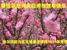 Published on 1/30/2014 ���ֹ�,��½�󷨵��ӹ�ףʦ���������(26��)
