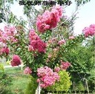 ���ֹ�,�ൺ�󷨵��ӹ�ףʦ��Ԫ������(23��)
