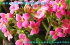 ���ֹ�,��½�󷨵��ӹ�ףʦ��Ԫ������(52��)
