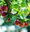 ���ֹ�,��½�󷨵��ӹ�ףʦ��Ԫ������(51��)
