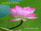 Published on 9/8/2014 ���ֹ�,��½�󷨵��ӹ�ףʦ�������(31��)
