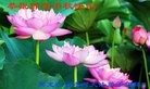���ֹ�,�������󷨵��ӹ�ףʦ�������(20��)
