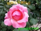 Published on 9/8/2014 ���ֹ�,��½�󷨵��ӹ�ףʦ�������(31��)
