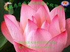 Published on 9/8/2014 ���ֹ�,��½�󷨵��ӹ�ףʦ�������(35��)
