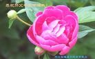 ���ֹ�,�����󷨵��ӹ�ףʦ�������(30��)
