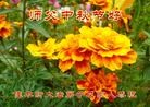 Published on 9/9/2014 ���ֹ�,��½�󷨵��ӹ�ףʦ�������(112��)
