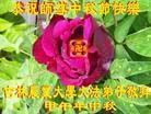 Published on 9/9/2014 ���ֹ�,��½�󷨵��ӹ�ףʦ�������(68��)
