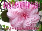 Published on 12/31/2015 ���ֹ�,��½�󷨵��ӹ�ףʦ���������(34��)
