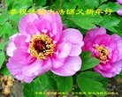 Published on 1/1/2016 ���ֹ�,��½�󷨵��ӹ�ףʦ���������(28��)
