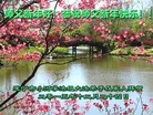 Published on 12/31/2015 ���ֹ�,��½�󷨵��ӹ�ףʦ���������(31��)
