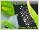 Published on 12/29/2015 ���ֹ�,��½�󷨵��ӹ�ףʦ���������(27��)
