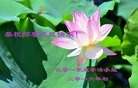 Published on 12/31/2015 ���ֹ�,����ʡ�󷨵��ӹ�ףʦ���������(25��)
