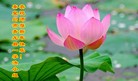 ���ֹ�,�ػʵ��󷨵��ӹ�ףʦ���������(23��)
