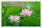 ���ֹ�,�ػʵ��󷨵��ӹ�ףʦ���������(23��)
