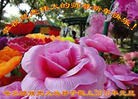 Published on 1/1/2016 ���ֹ�,��½�󷨵��ӹ�ףʦ���������(25��)
