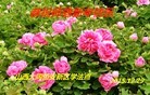 Published on 1/1/2016 ���ֹ�,��½�󷨵��ӹ�ףʦ���������(25��)
