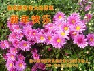 Published on 1/1/2016 ���ֹ�,����ϵͳ�󷨵��ӹ�ףʦ���������(26��)
