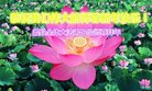 ���ֹ�,�����󷨵��ӹ�ףʦ������(31��)
