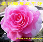 ���ֹ�,�����󷨵��ӹ�ףʦ������(29��)
