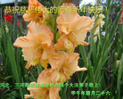 ���ֹ�,�ȷ��󷨵��ӹ�ףʦ������(29��)
