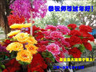 ���ֹ�,�ػʵ��󷨵��ӹ�ףʦ������(26��)
