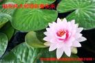 ���ֹ�,�ӱ��󷨵��ӹ�ףʦ������(29��)

