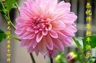 ���ֹ�,��ľ˹�󷨵��ӹ�ףʦ������(22��)
