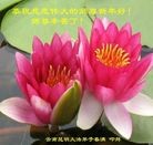 ���ֹ�,���ϴ󷨵��ӹ�ףʦ������(22��)
