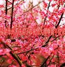 ���ֹ�,�����󷨵��ӹ�ףʦ�������(30��)
